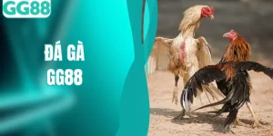 Đá Gà - Theo Dõi Hơn 550 Trận Đấu mỗi Ngày Cùng GG88